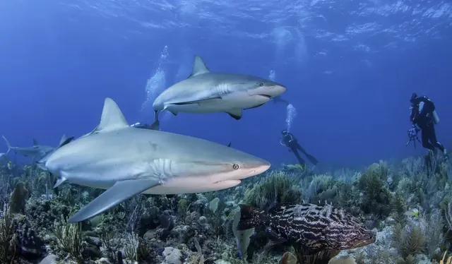 Divers and reef sharks over coral, Jardines de la Reina; diving Jardines de la Reina