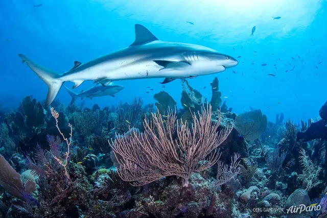 Reef shark above Jardines de la Reina coral; diving Jardines de la Reina