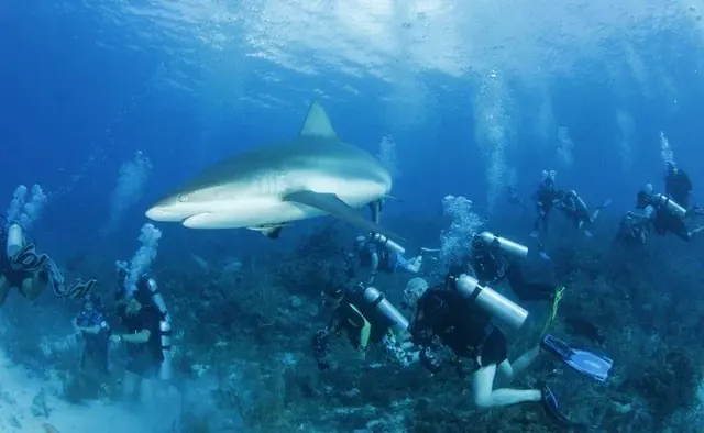 Divers and a reef shark in the national park; diving Jardines de la Reina