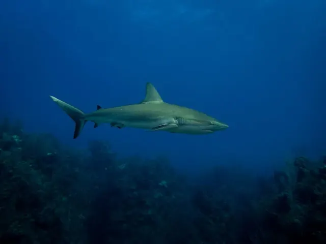 Caribbean reef shark · Jardines · 3 January 2023; diving Jardines de la Reina