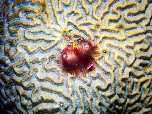 Christmas-tree worms on brain coral · Jardines · 2 January 2023; diving Jardines de la Reina