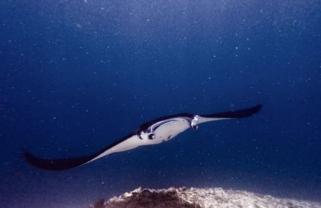 Manta feeding at Manta Point; representative of Komodo