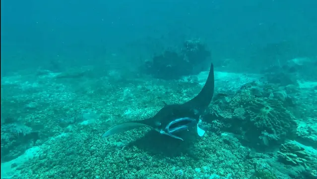 Manta ray in the Komodo Islands; diving Komodo
