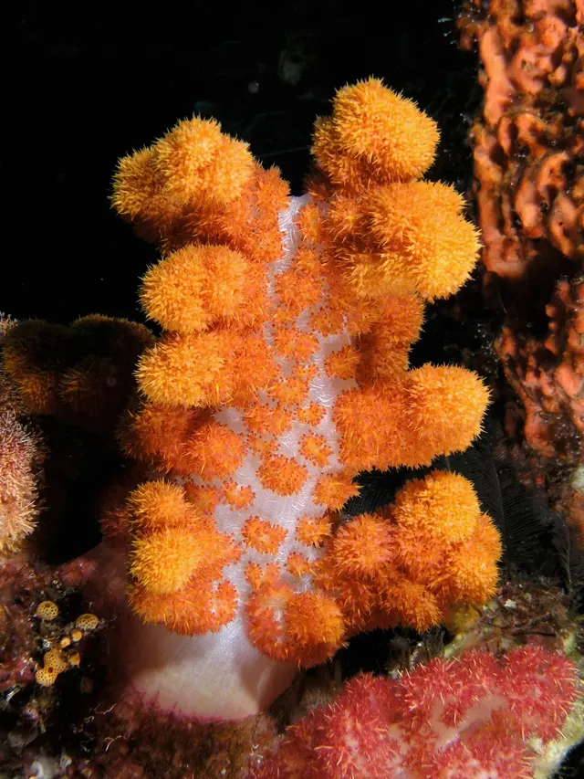Peach soft coral, Komodo National Park; diving Komodo