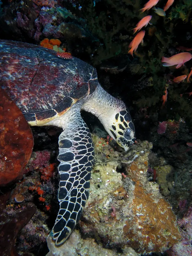 Sea turtle in Komodo National Park; diving Komodo