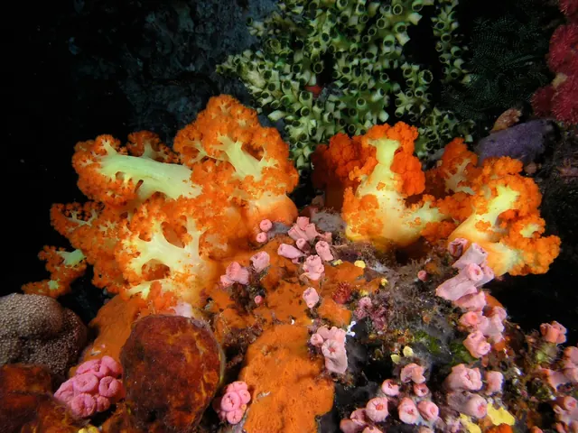 Soft-coral reef in Komodo National Park; diving Komodo