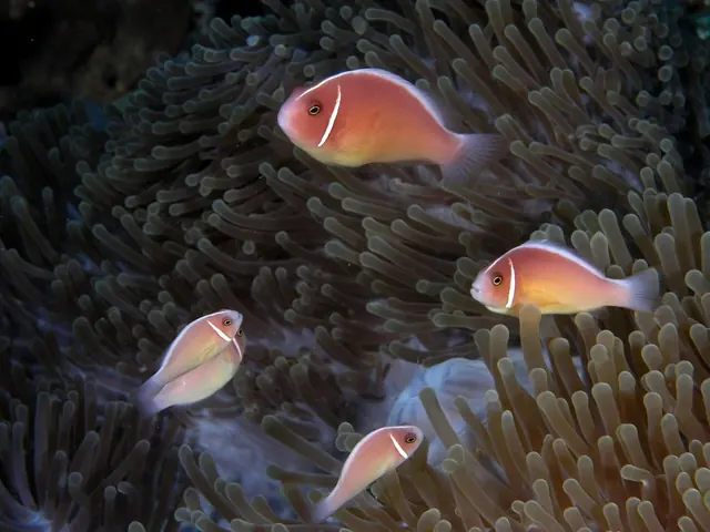 Pink skunk clownfish in Komodo; diving Komodo