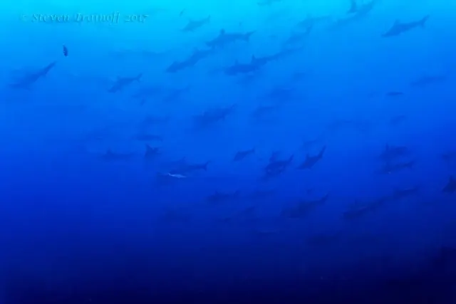 Hammerheads darkening the sky; representative of Malpelo