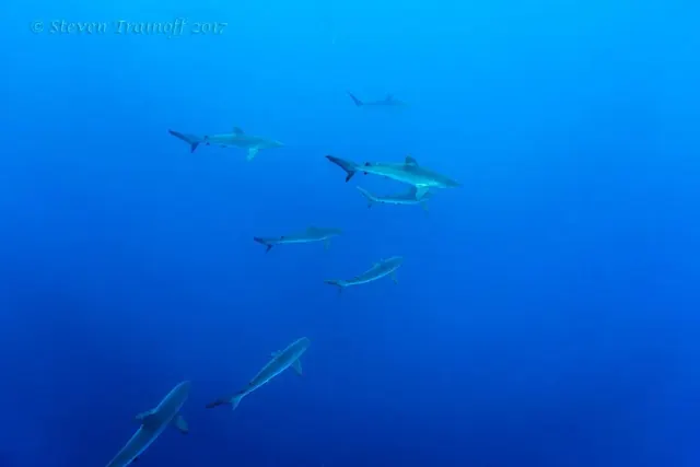 Schooling silky sharks; diving Malpelo