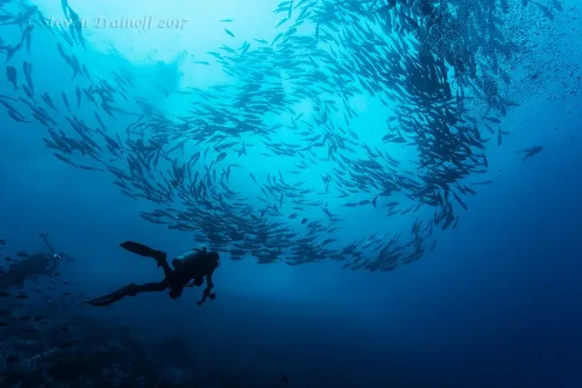 Diver beneath a schooling cloud; diving Malpelo
