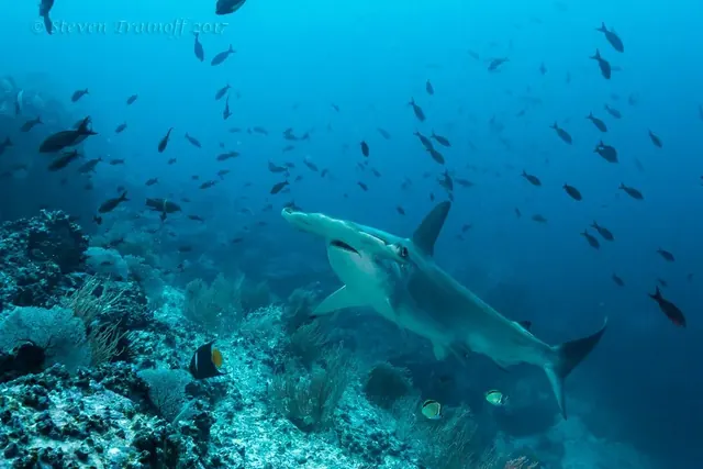 Hammerhead at Malpelo Island; diving Malpelo