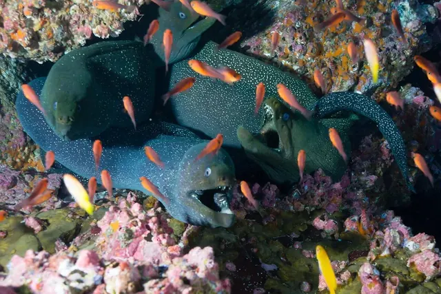 Free-swimming morays over the reef; diving Malpelo
