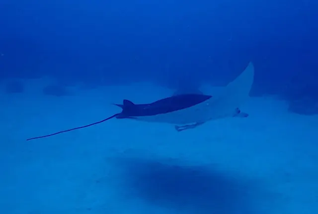 Manta!; representative of Palau