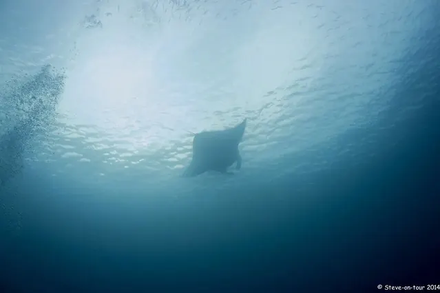 Big mantas passing by, German Channel; diving Palau