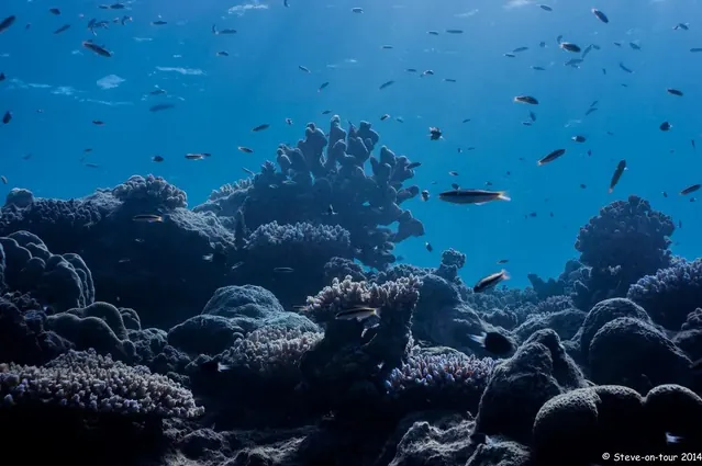 The reef in Palau is intact; diving Palau