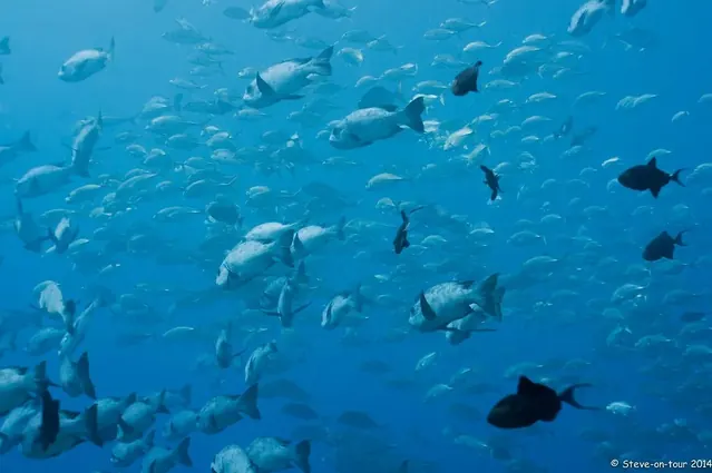 Inside the school; diving Palau