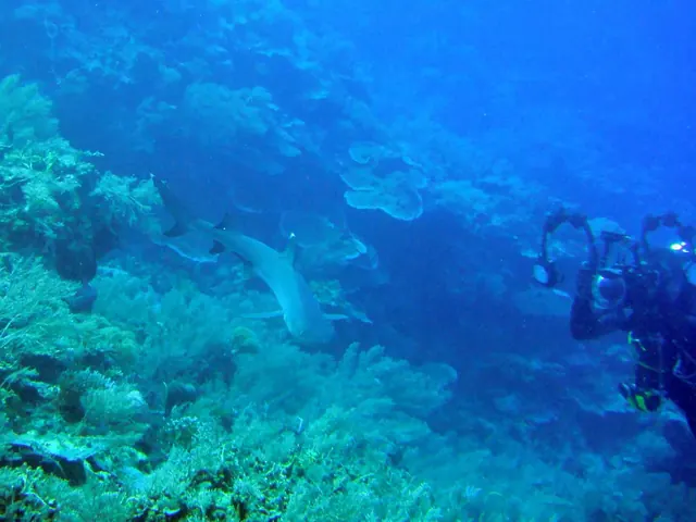 White-tip reef shark and diver on Clarence's Wall; diving Palau