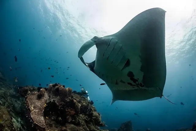 Oceanic manta at Blue Magic; representative of Raja Ampat