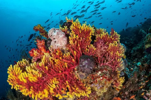 Colourful reef at Sardines Reef; diving Raja Ampat