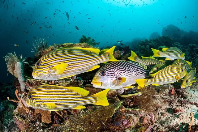 Sweetlips at Cape Kri; diving Raja Ampat