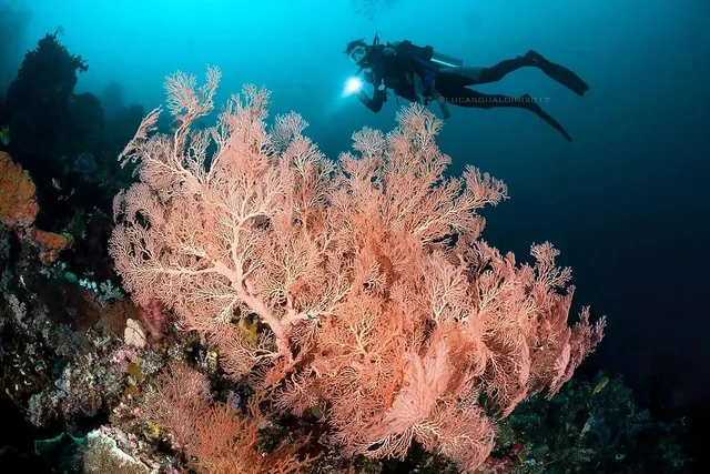 Huge gorgonian at Chicken Reef; diving Raja Ampat