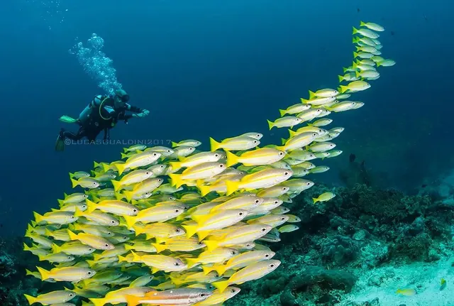 Diver and bluestripe snapper at Mioskun; diving Raja Ampat