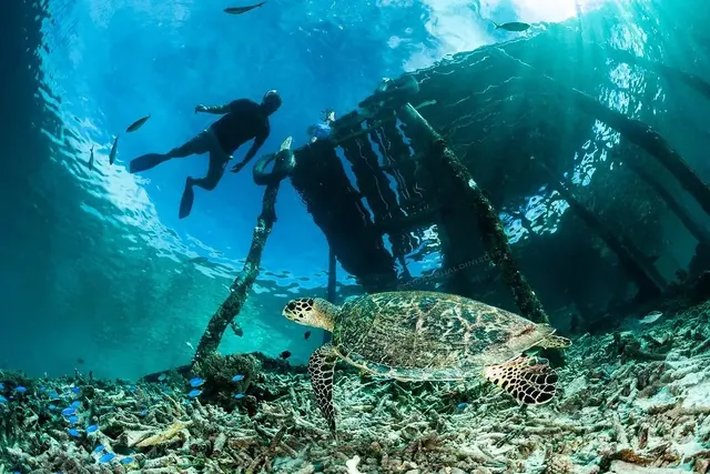 Turtle under the Yenkoranu jetty; diving Raja Ampat