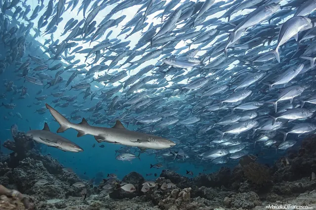 Reef sharks beneath the jacks at Barracuda Point; representative of Sipadan