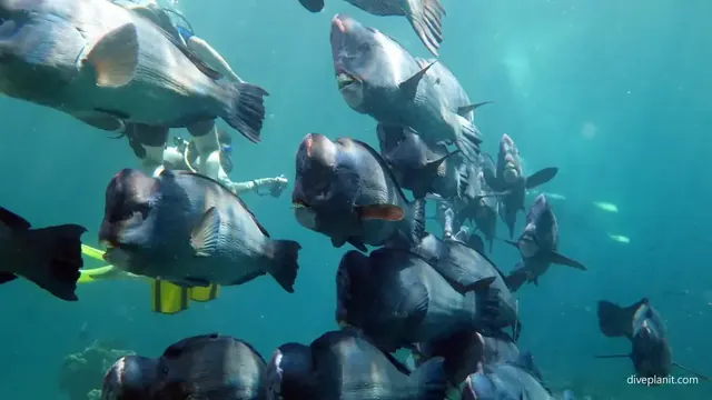 Bumpheads coming through at Turtle Patch; diving Sipadan