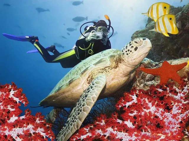 Green turtle on Sipadan's reef; diving Sipadan