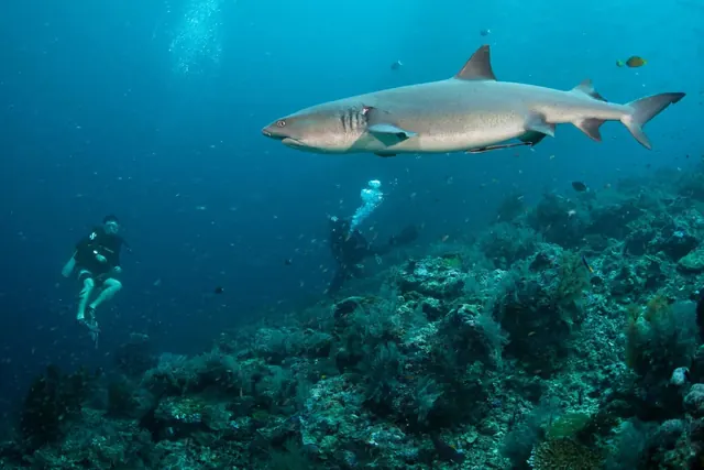 Whitetip reef shark and divers at Sipadan; diving Sipadan