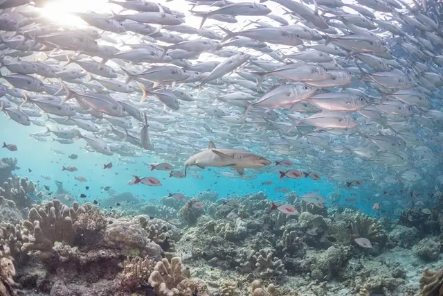 Reef shark beneath a school of jacks; diving Sipadan