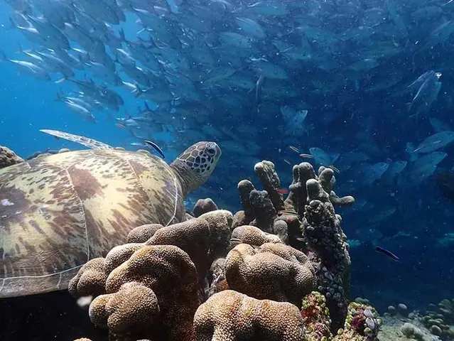 Turtle and jack school over Sipadan coral; diving Sipadan