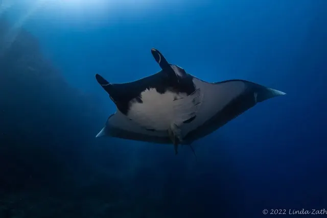 Giant oceanic manta at Punta Tosca; representative of Socorro