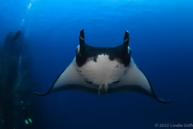 Giant oceanic manta in diver bubbles; diving Socorro