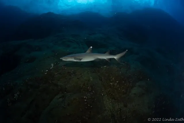 Sharks off San Benedicto; diving Socorro