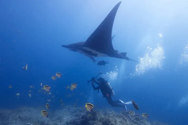 Giant oceanic manta with a diver; diving Socorro