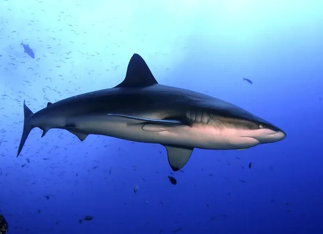 Galapagos shark at Revillagigedo; diving Socorro