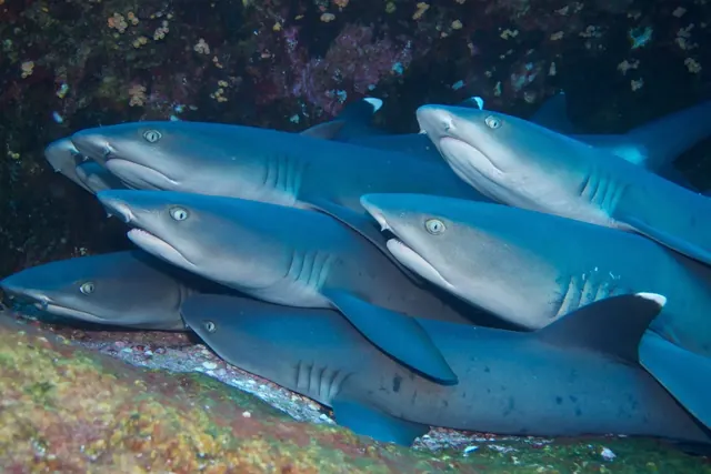 White-tip reef sharks at Revillagigedo; diving Socorro