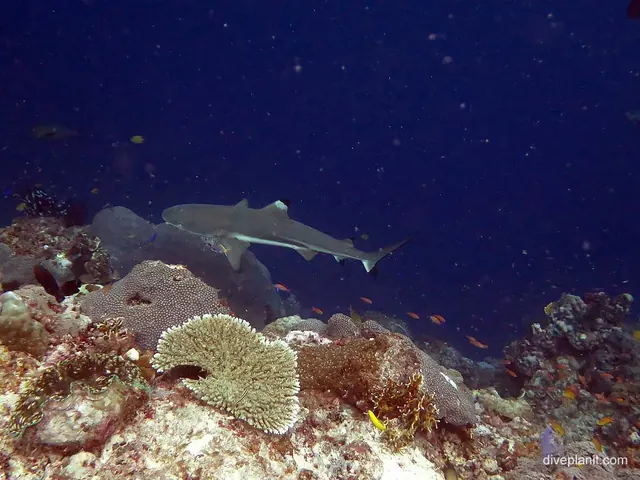 Blacktip reef shark at Uepi Point; representative of Solomon Islands