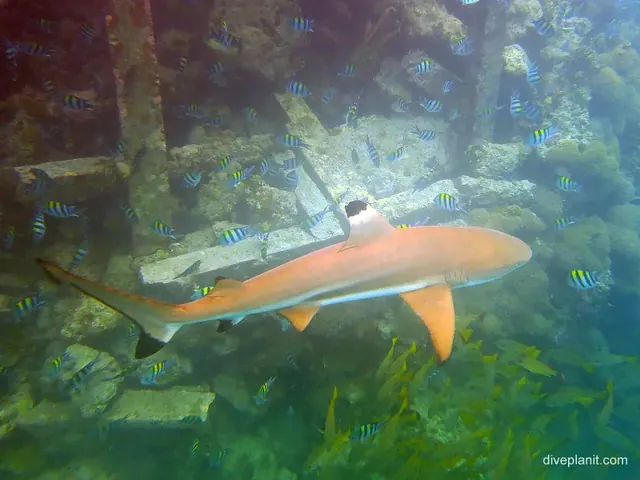 Blacktip below Uepi's welcome jetty; diving Solomon Islands