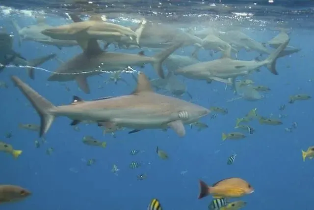 Grey reef sharks at Uepi; diving Solomon Islands