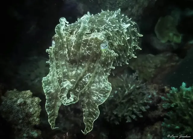Cuttlefish on an Uepi night dive; diving Solomon Islands