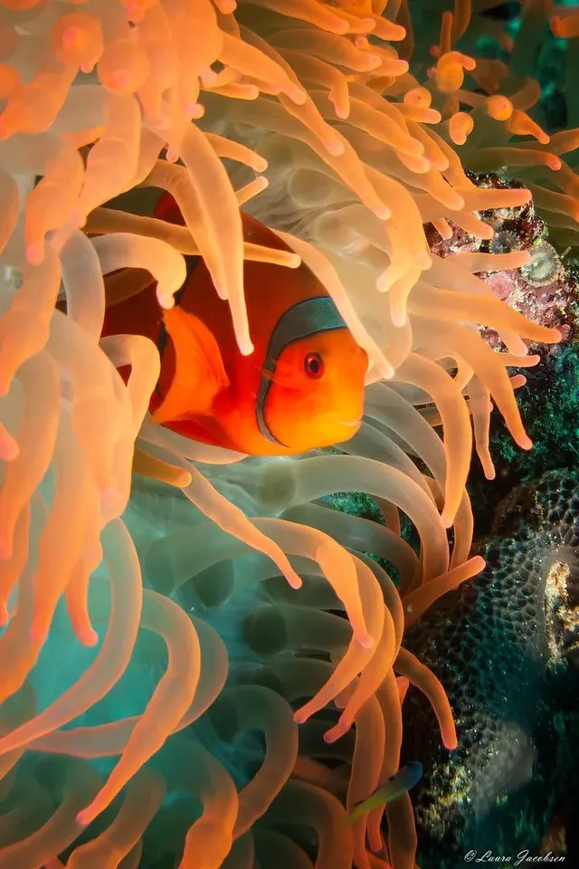 Anemonefish at Uepi Island; diving Solomon Islands