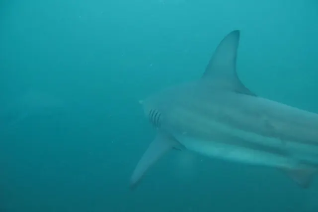 Shark at Protea Banks — frame 51862615669; representative of Aliwal Shoal + Protea Banks