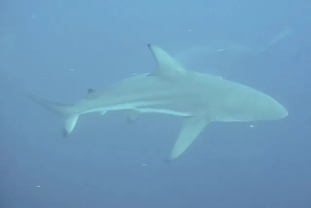 Shark profile at Protea Banks — frame 51862615629; diving Aliwal Shoal + Protea Banks