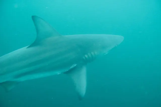 Close shark pass at Protea Banks — frame 51862365213; diving Aliwal Shoal + Protea Banks