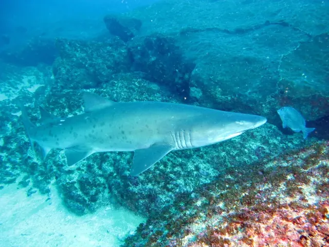 Ragged-tooth shark at Aliwal Shoal; diving Aliwal Shoal + Protea Banks