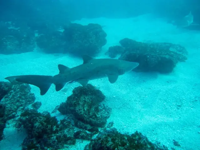 Second ragged-tooth shark pass at Aliwal Shoal; diving Aliwal Shoal + Protea Banks