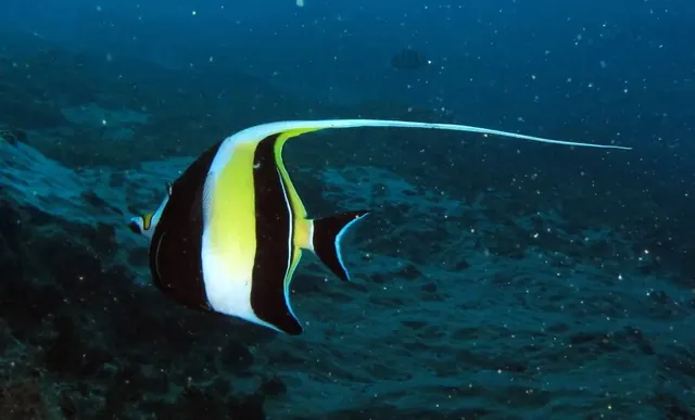 Moorish idol on Aliwal Shoal; diving Aliwal Shoal + Protea Banks